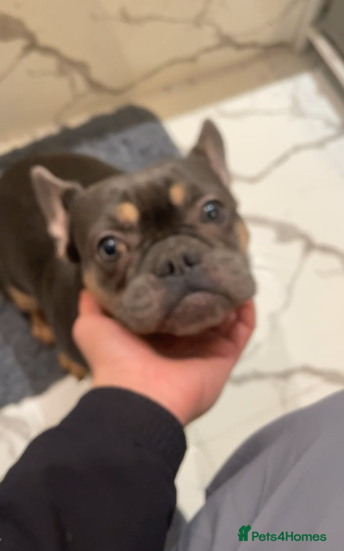 French Bulldog dogs for sale: French bulldogs for sale  - Advert 32