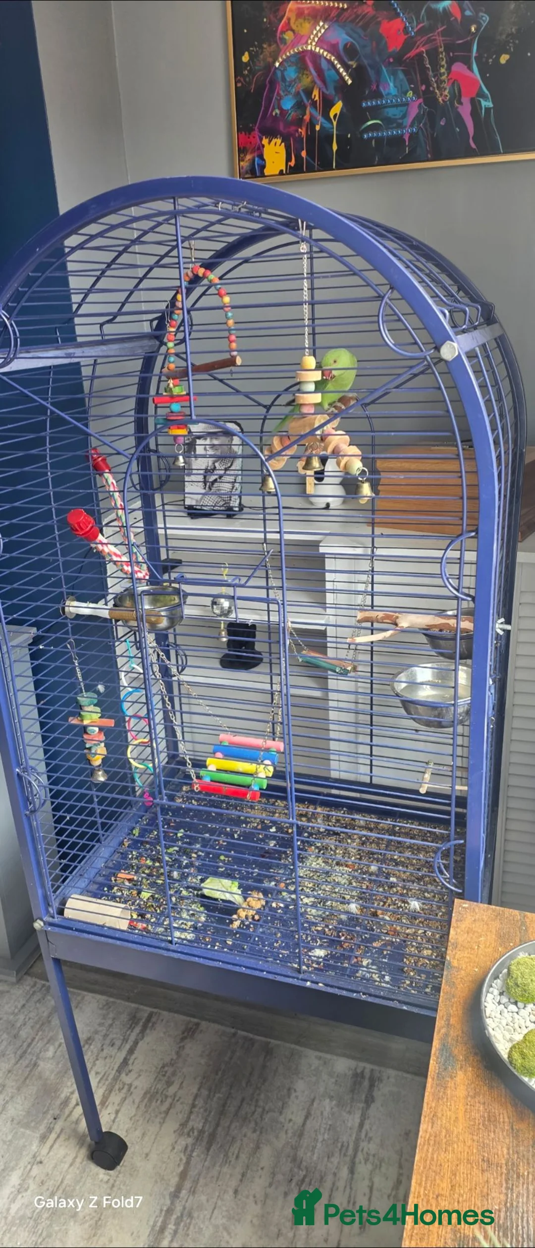 Ringnecks birds for sale: Indian ringneck  - Advert 4