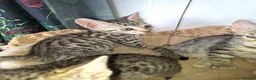 Bengal cats for sale: Snow lynx bengal kittens  - Advert 23