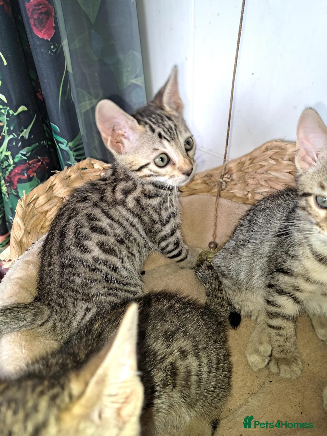 Bengal cats for sale: Snow lynx bengal kittens  - Advert 23