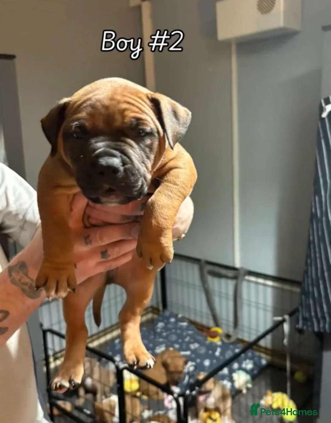 American Bull Staffy dogs for sale: Beautiful puppies for sale  in Coventry - Advert 5