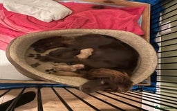 Cocker Spaniel dogs for sale: Working Cocker Spaniels - Advert 1