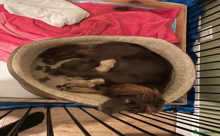 Cocker Spaniel dogs Working Cocker Spaniels - Advert 3