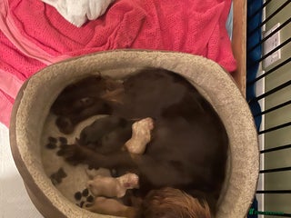 Cocker Spaniel dogs Working Cocker Spaniels - Advert 15