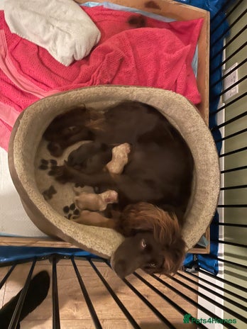 Cocker Spaniel dogs Working Cocker Spaniels - Advert 12