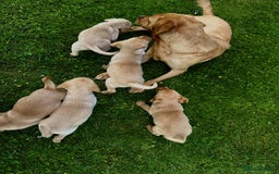 Labrador Retriever dogs for sale: Fox red Labrador Retrievers pups for sale. - Image 5