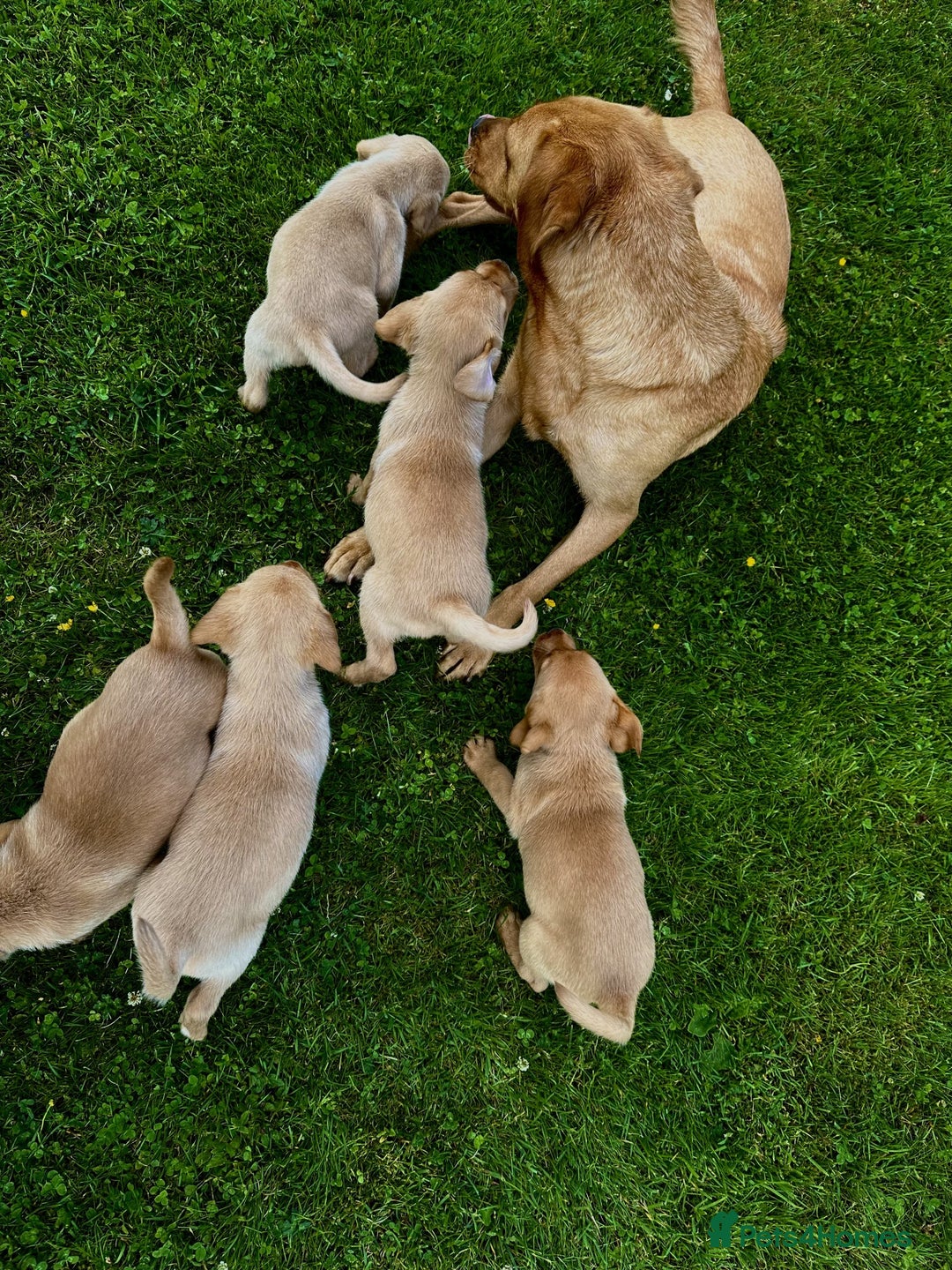 Labrador Retriever dogs for sale: Fox red Labrador Retrievers pups for sale. - Image 5