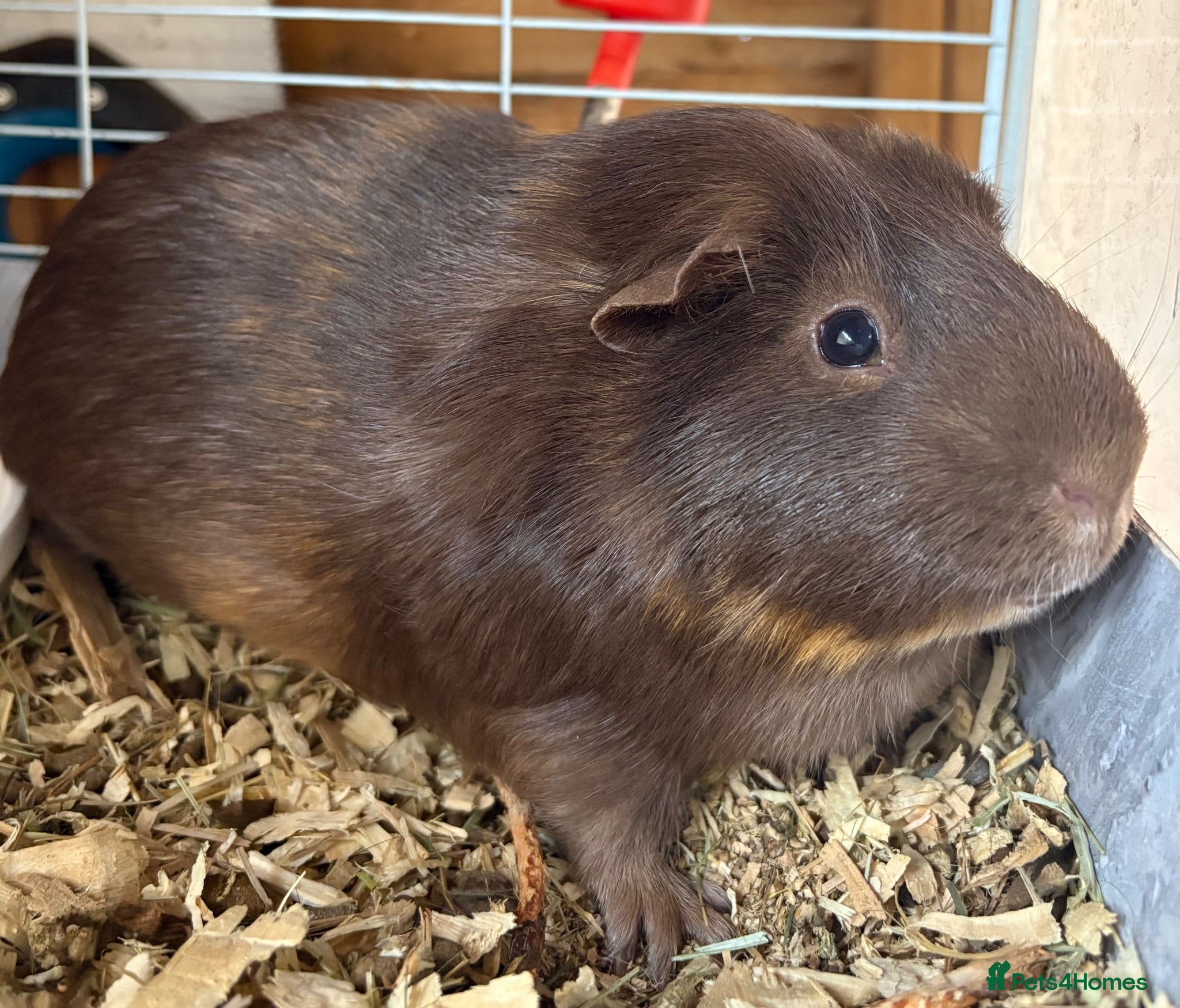 Guinea Pig rodents Rescue Guinea Pigs looking for amazing new homes - Advert 15