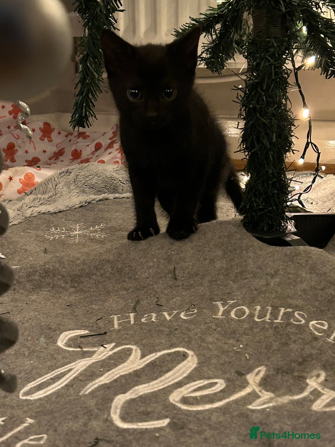 Mixed Breed cats for sale: Kittens - Advert 2