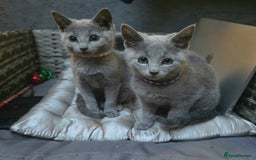Russian Blue cats for sale: Pedigree Russian blue kittens NORTH LONDON  - Image 9