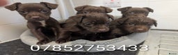 Mixed Breed dogs for sale: Small Jack X spaniel Puppies Ready For New Home  - Advert 1