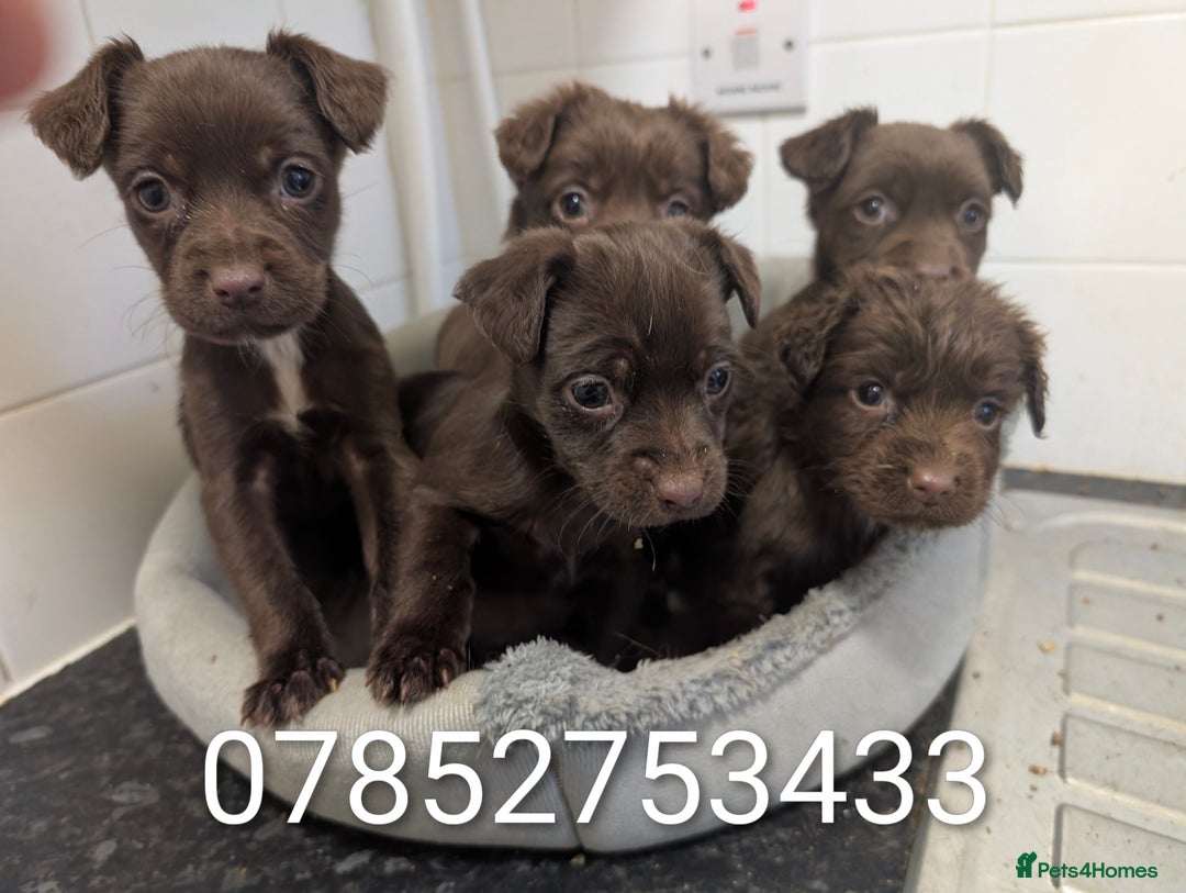 Mixed Breed dogs for sale: Small Jack X spaniel Puppies Ready For New Home  - Advert 1