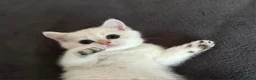 British Shorthair cats for sale: Adorable British shorthair kittens - Advert 13