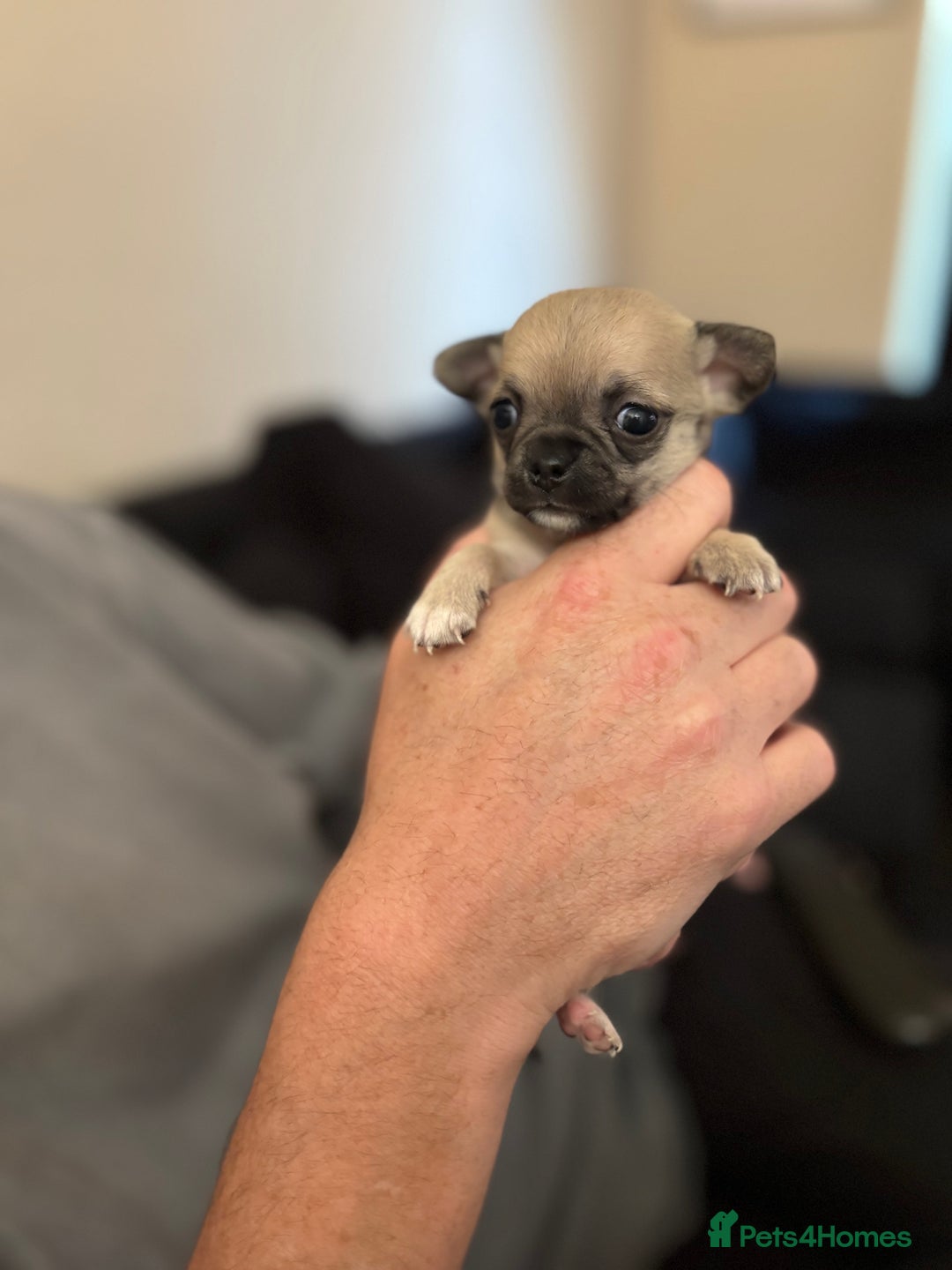 Chihuahua dogs for sale: Chihuahua and Pomchi puppies - Image 8