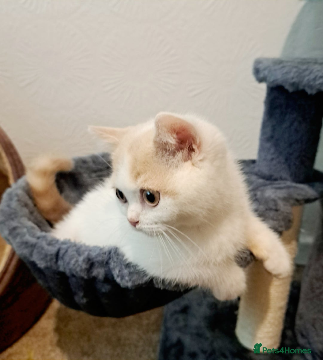 British Shorthair cats for sale: British Shorthair Cream and White Harlequin Male - Image 10