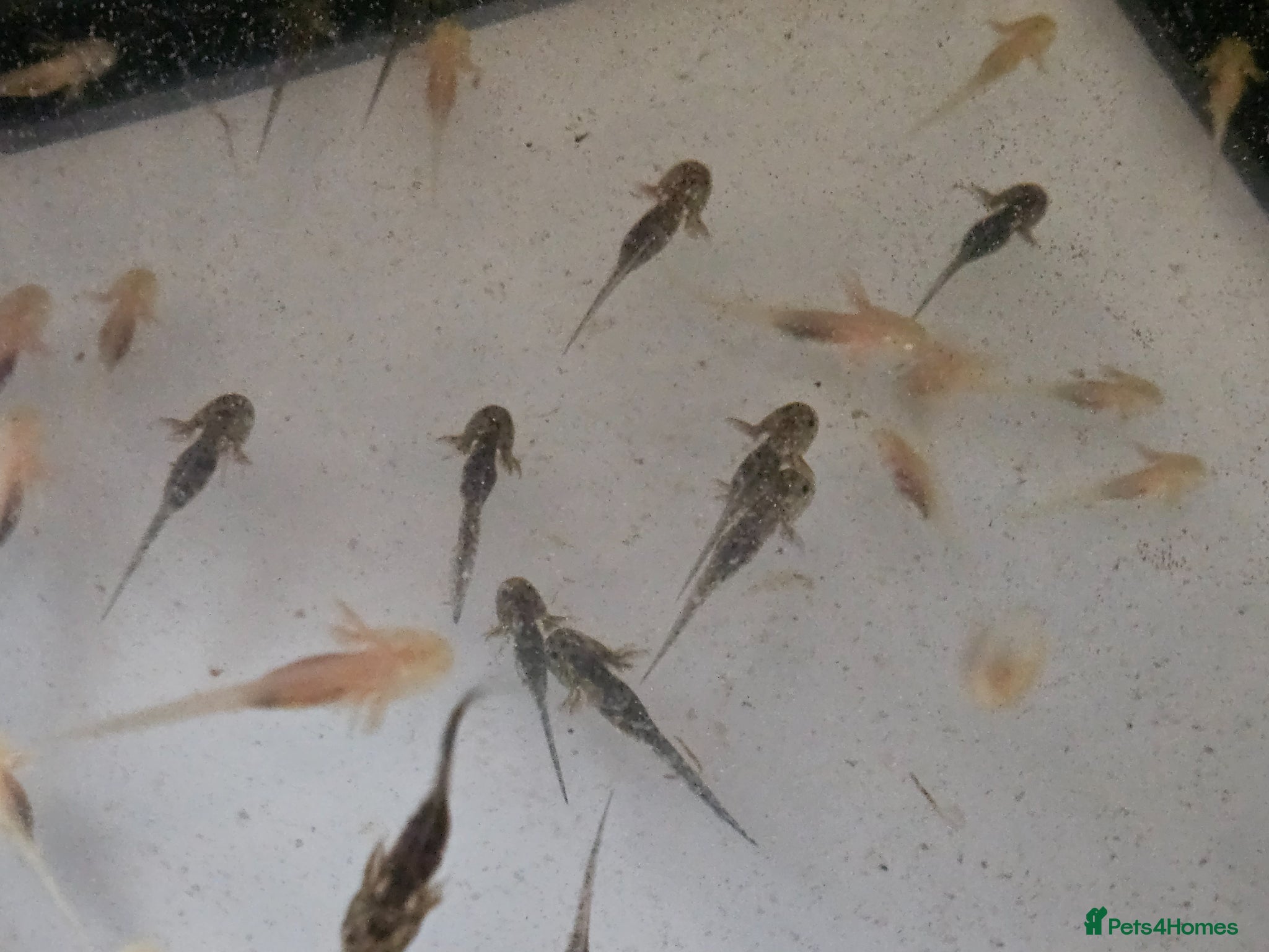 Other/Mixed Breed fish Axolotls  - Advert 5