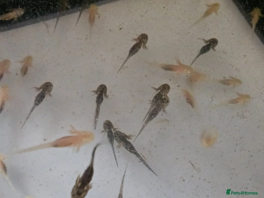 Other/Mixed Breed fish for sale: Axolotls  in Redcar - Advert 1