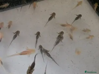 Other/Mixed Breed fish Axolotls - Advert 18