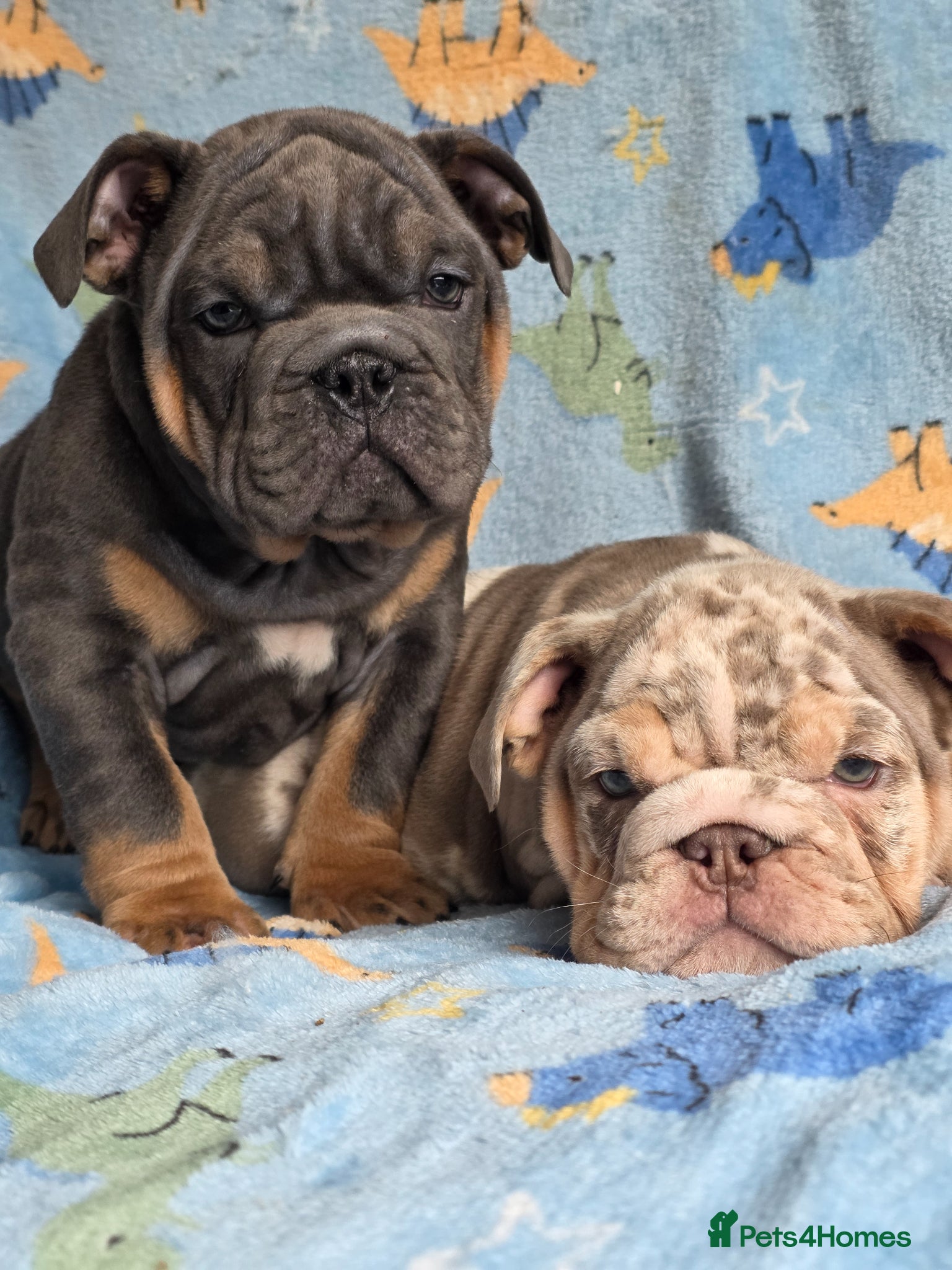 English Bulldog dogs british bulldog pups ready now  - Advert 11