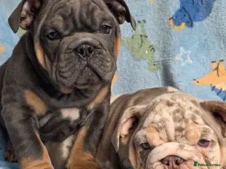 English Bulldog dogs british bulldog pups ready now - Advert 11