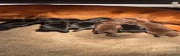 Cocker Spaniel dogs for sale: KC registered Cocker spaniel puppies  - Advert 5