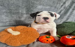 Old Tyme Bulldog dogs for sale: 🩷🩷Old Tyme Bulldog Puppies🩷🩷 - Image 26