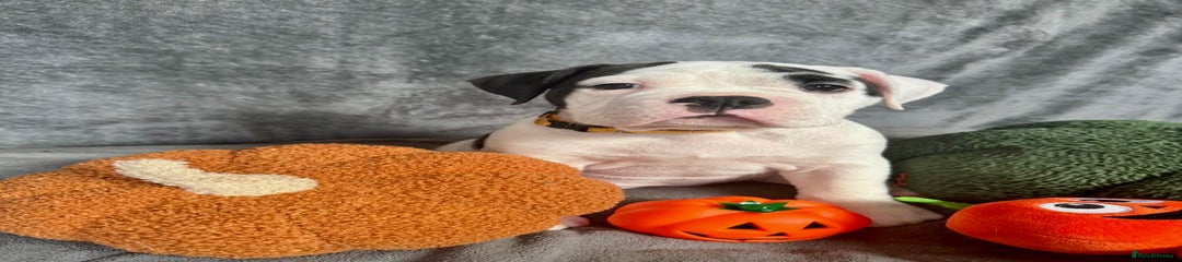 Old Tyme Bulldog - Nickname ‘Dora’