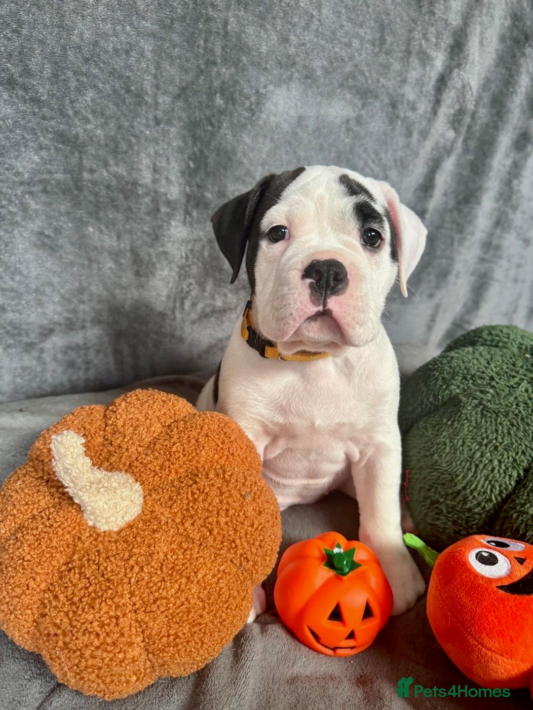 Old Tyme Bulldog dogs for sale: 🩷🩷Old Tyme Bulldog Puppies🩷🩷 - Image 26