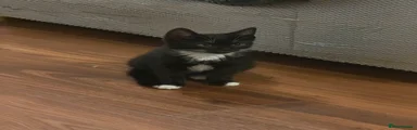 Domestic Shorthair 3