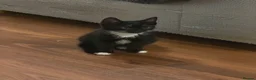 Domestic Shorthair cats for sale: Three kittens for sale  - Advert 5