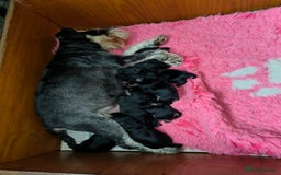 Miniature Schnauzer dogs for sale: KC reg health tested miniature schnauzer puppies  - Image 7