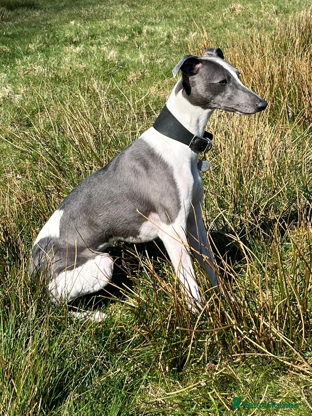 Whippet dogs for sale: 💕⭐️KC WHIPPET PUPS⭐️ 💕 - Advert 39