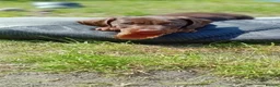 Miniature Dachshund dogs for sale: Stunning Chocolate & Tan Miniature Dachshund - Advert 7