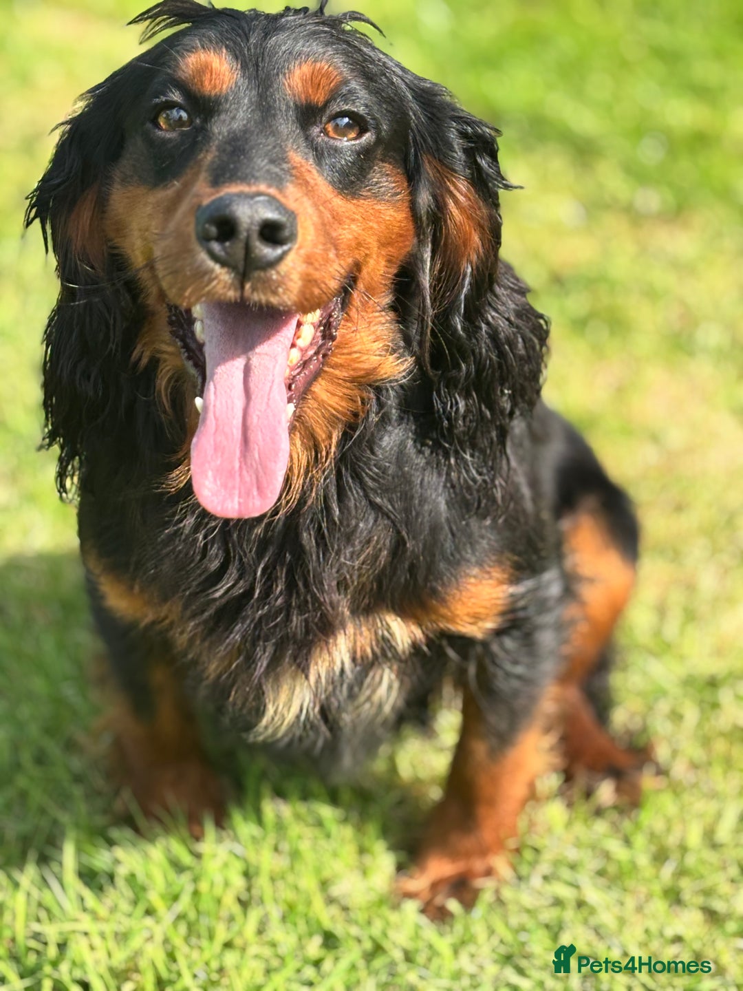 Cocker Spaniel dogs for stud: KC registered Champion bred working cocker  in Middlewich - Image 31