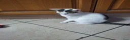 Domestic Shorthair cats for sale: Lovely Male Kittens Looking for a New Loving Home - Advert 6