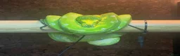 Python Snake reptiles for sale: Female Biak Green Tree Python - Advert 3