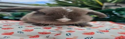 Mini Lop rabbits for sale: Chocolate vm mini lop - Advert 10
