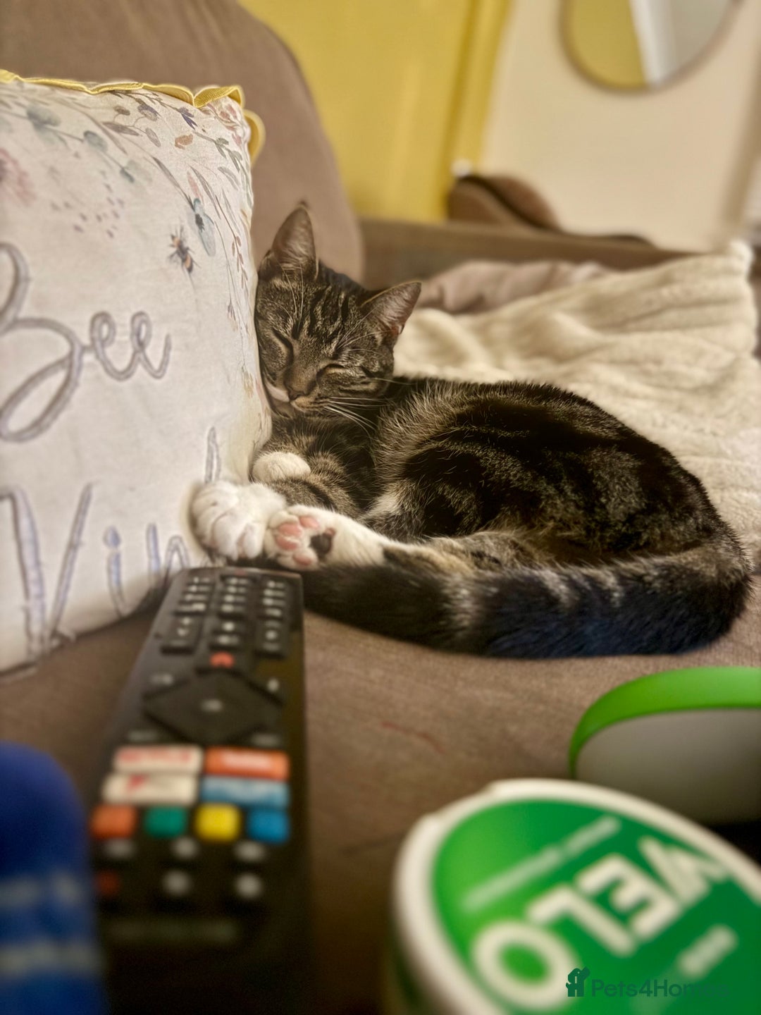 American Wirehair cats for sale: Tabby cat - Advert 4