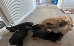 Border Terrier dogs for sale: 🐾 Adorable Border Terrier Puppies! 🐾 - Advert 2