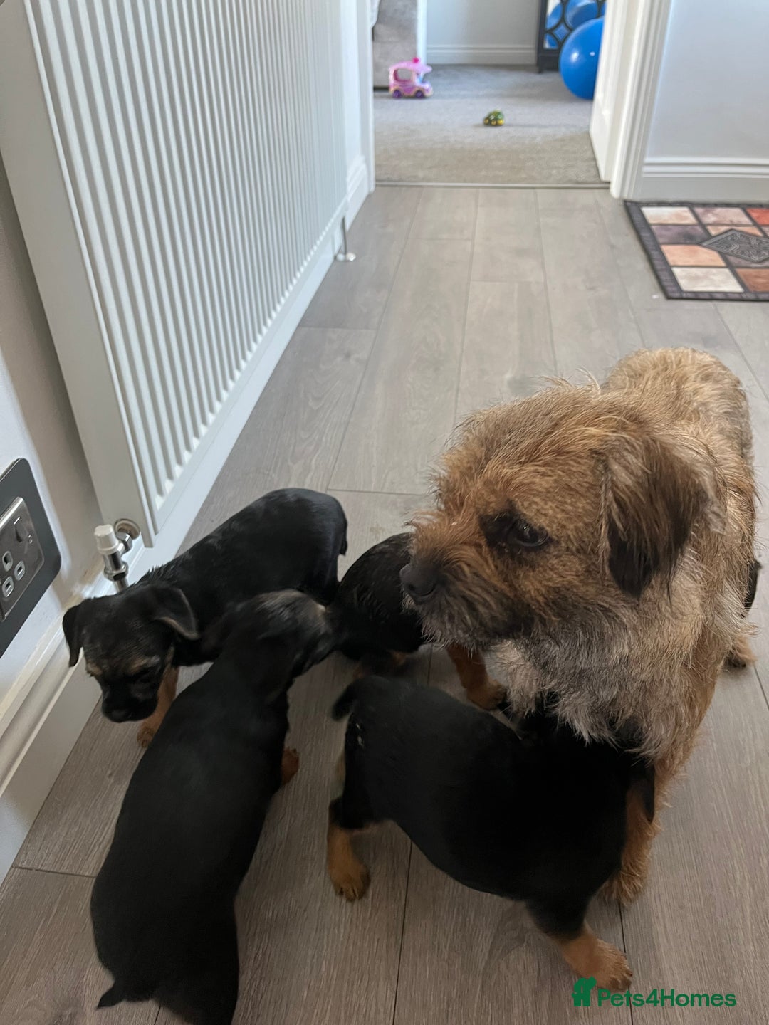 Border Terrier dogs for sale: 🐾 Adorable Border Terrier Puppies! 🐾 - Advert 2
