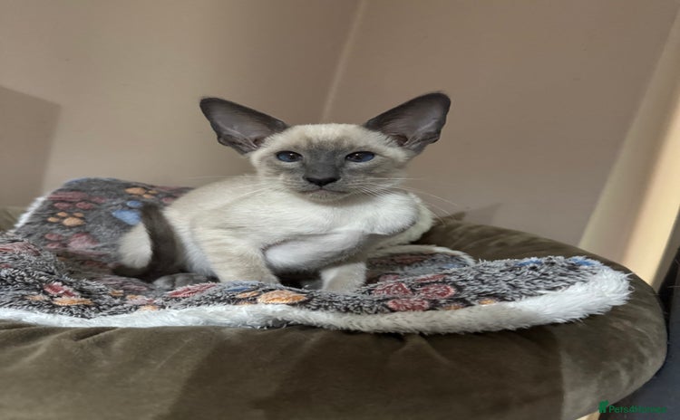 Siamese cats - Advert 2