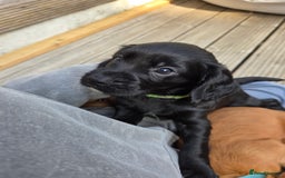 Cocker Spaniel dogs for sale: Working cocker spaniel pup - Image 6