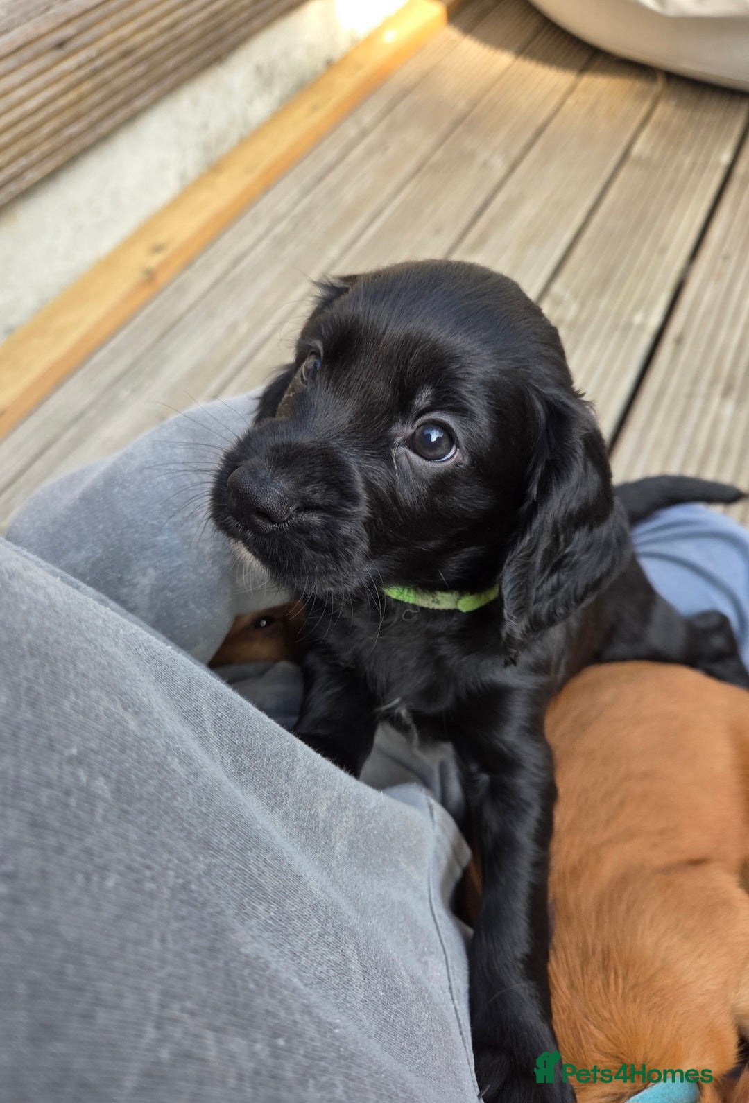 Cocker Spaniel dogs for sale: Working cocker spaniel pup - Image 6