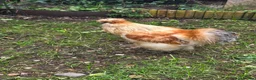 Chickens poultry for sale: 3 Essex buffs hens and a silky cockerel  - Advert 2