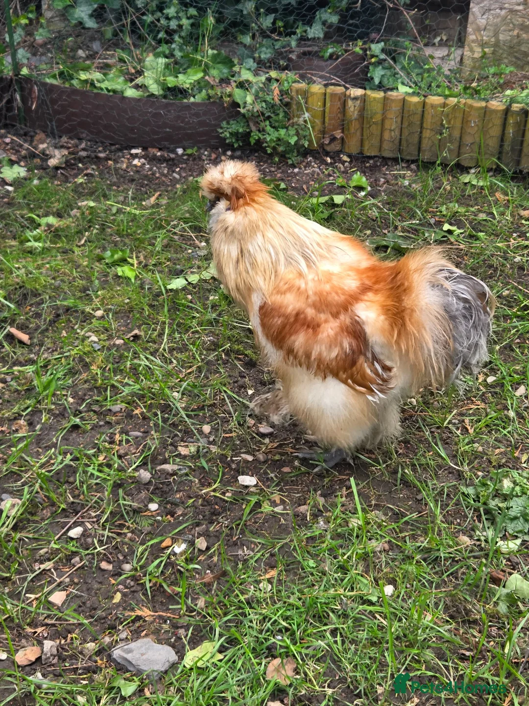 Chickens poultry for sale: 3 Essex buffs hens and a silky cockerel  - Advert 2