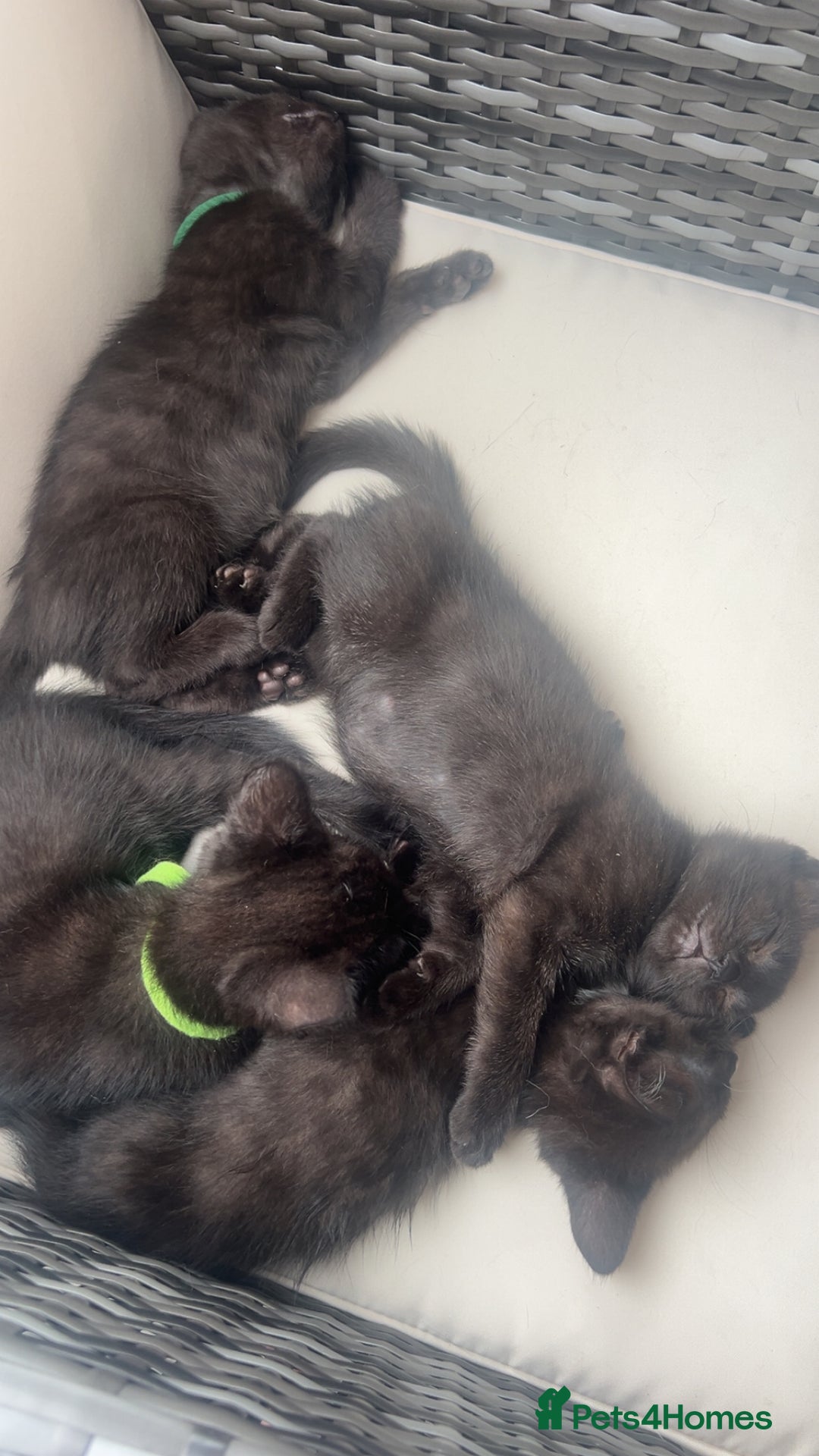 Mixed Breed cats for sale: beautiful kittens  - Image 7