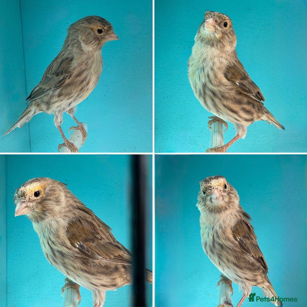 Canaries birds for sale: Hen canaries  - Image 6