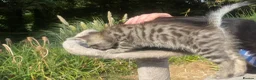Siberian cats for sale: 3 Adorable Siberian Kittens Available - Advert 4