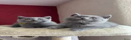 British Shorthair cats for sale: GCCF Registered Britsh Shorthair kittens - Advert 5