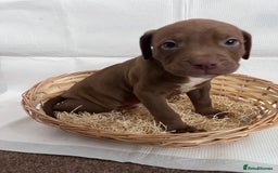 American Bully dogs for sale:  Medium Bully Puppies–XL are banned, these are NOT - Image 23
